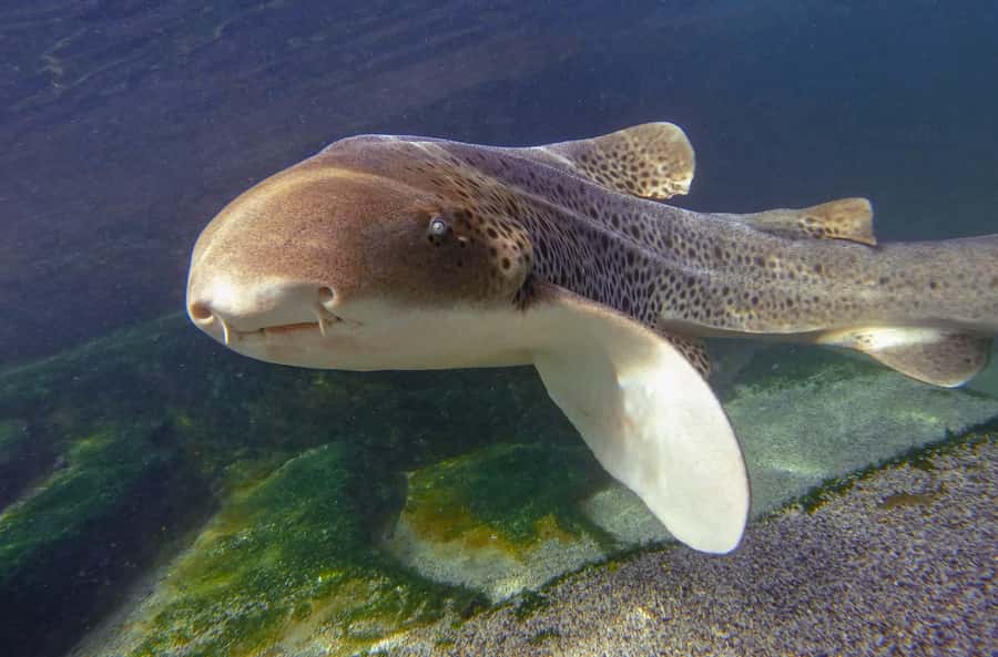 Anna Bay: Irukandji Entry Pass with Zebra Shark Encounter - Should you book the Irukandji Zebra Shark Encounter in Anna Bay?