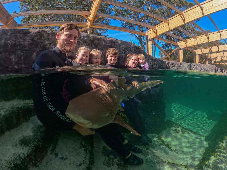 Anna Bay: Irukandji Entry Pass with Zebra Shark Encounter - The 20-minute Zebra Shark session: wetsuits, feeding, and small-group control