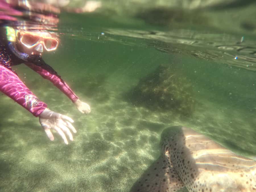 Anna Bay: Irukandji Entry with Zebra Shark Snorkel - Why this Zebra Shark Snorkel works so well in New South Wales