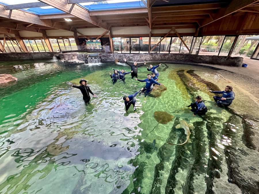 Anna Bay: Irukandji Entry with Zebra Shark Snorkel - Age limits, adult support, and swimming ability: the practical side