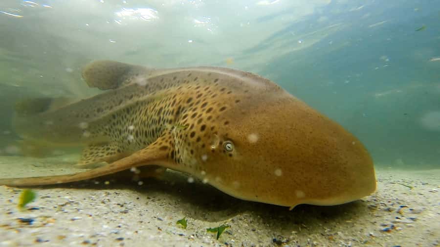 Anna Bay: Irukandji Entry with Zebra Shark Snorkel - The arrival routine: wetsuits, socks, and getting oriented fast