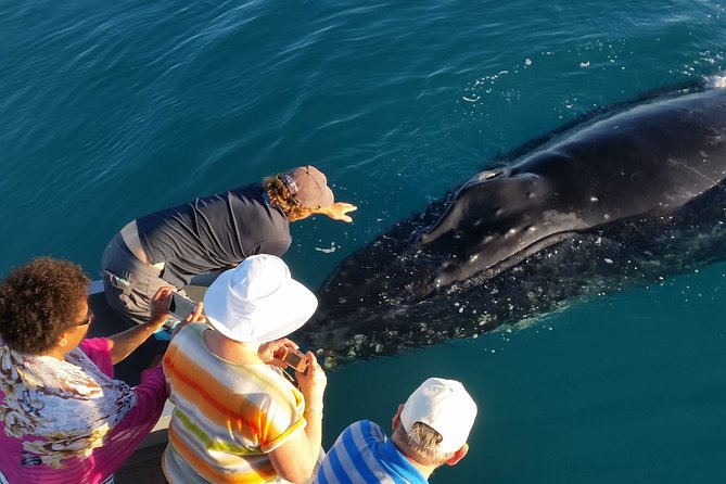 AOC Whale Watching from Broome - Quick take: what makes this Broome whale cruise worth your time