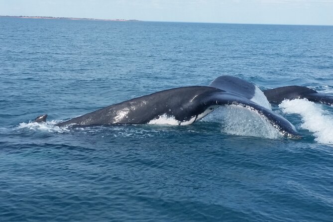AOC Whale Watching from Broome - Broome humpback season timing: late June to mid September matters