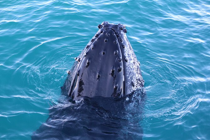 AOC Whale Watching from Broome - The hydrophone experience: hearing whale song changes everything