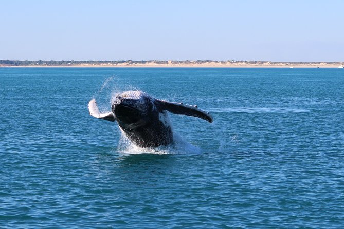 AOC Whale Watching from Broome - On-board comfort: coffee, tea, snacks, and keeping the vibe relaxed