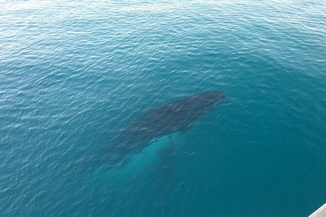 AOC Whale Watching from Broome - Pickup, small group size, and getting everyone into the right place