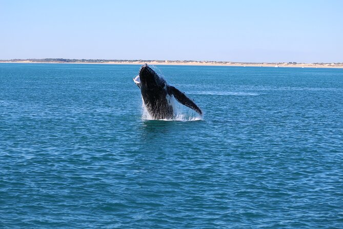 AOC Whale Watching from Broome - Price and value: what $121.21 buys in Broome whale watching