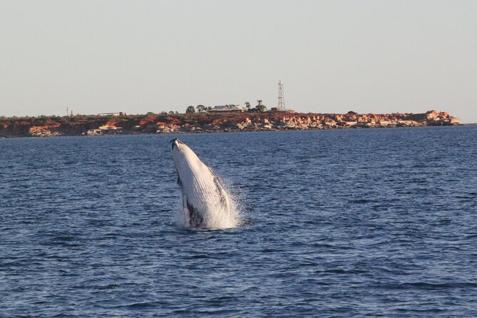 AOC Whale Watching from Broome - Getting to Gantheaume Point and out on the water by late afternoon