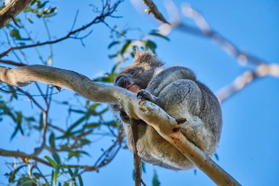 Apollo Bay: Dusk Discovery Great Ocean Road Wildlife Tour - Key Takeaways Before You Go