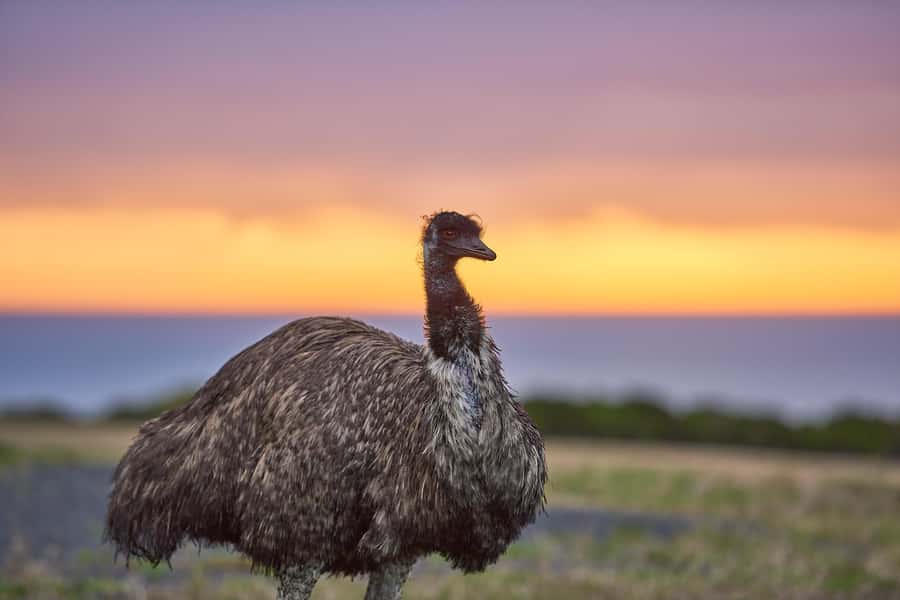 Apollo Bay: Dusk Discovery Great Ocean Road Wildlife Tour - The Small-Group Otways Walk: What the Guide Really Adds