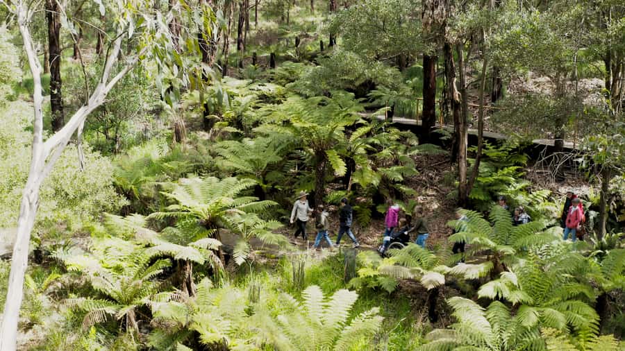 Apollo Bay: Dusk Discovery Great Ocean Road Wildlife Tour - The 90 Minutes of Wildlife Spotting: How the Evening Unfolds