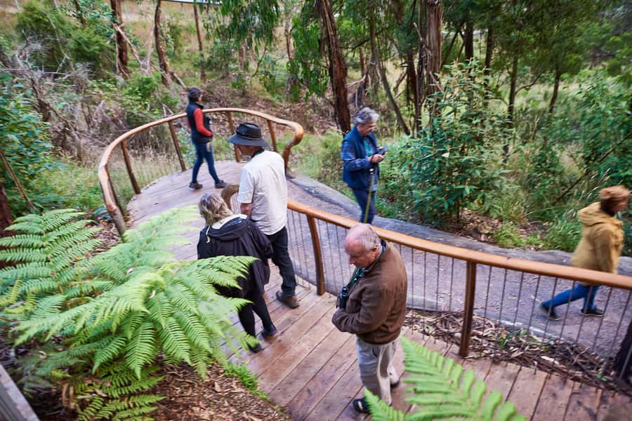 Apollo Bay: Dusk Discovery Great Ocean Road Wildlife Tour - Wildlife Chances at Dusk: Koalas, Echidnas, and More