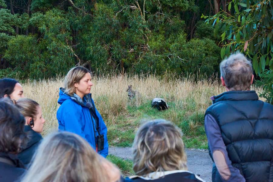 Apollo Bay: Dusk Discovery Great Ocean Road Wildlife Tour - Photo-Ready Dusk Tips: Binoculars, Timing, and Patience