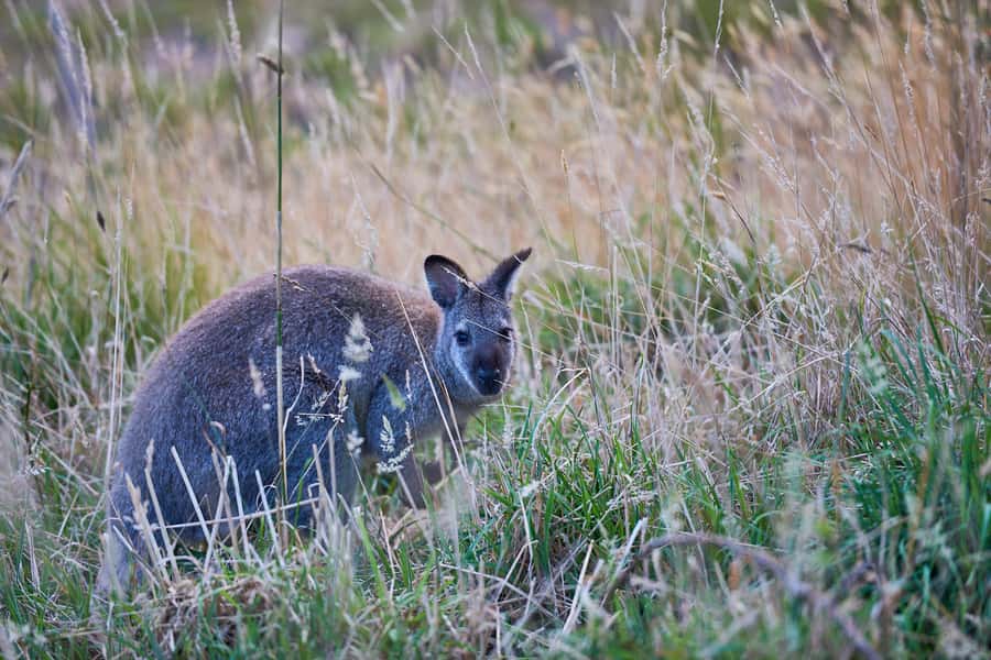 Apollo Bay: Dusk Discovery Great Ocean Road Wildlife Tour - Where the Money Goes: Conservation and Research Support
