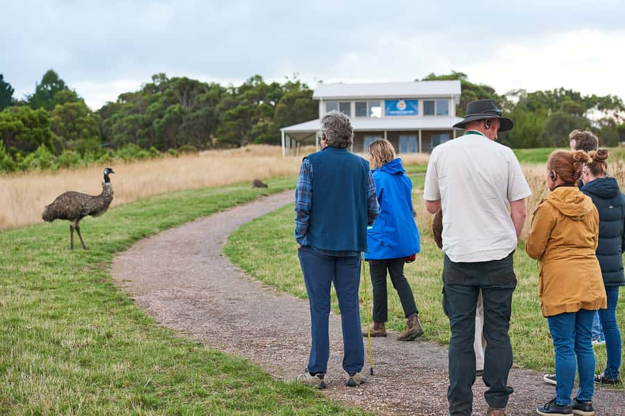 Apollo Bay: Dusk Discovery Great Ocean Road Wildlife Tour - Price and Value at Around $67 for 150 Minutes