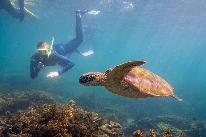 Aquascene Circumnavigation Magnetic Island Tour - What You’ll Like Most on This 5-Hour Aquascene Tour