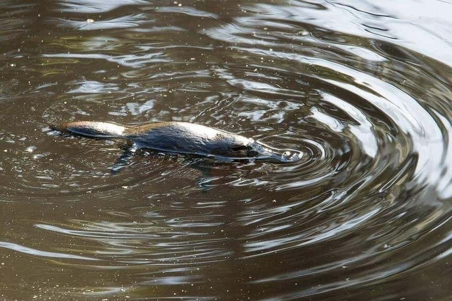 Atherton Tablelands: Lakes, Waterfalls, Rainforest Day Tour - Platypus spotting (seasonal): 1 April to 31 October