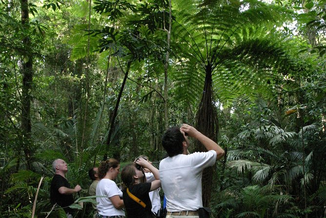 Atherton Tablelands Rain Forest by Night from Cairns - Key things that make this tour worth your time