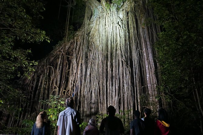 Atherton Tablelands Rain Forest by Night from Cairns - Curtain Fig National Park after dark: spotlighting geckos and possums