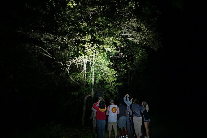 Atherton Tablelands Rain Forest by Night from Cairns - Platypus spotting at sundown: set expectations and stay patient