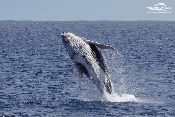 Augusta Whale Watching Eco Tour - Species Chances: Humpbacks, Southern Rights, and the Blue-Whale Maybe