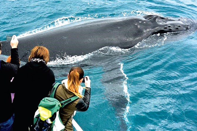 Augusta Whale Watching Eco Tour - Onboard Comfort: Tea, Photos, and Managing Motion