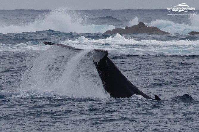 Augusta Whale Watching Eco Tour - Naturaliste Charters: Why a 30+ Year Operator Matters