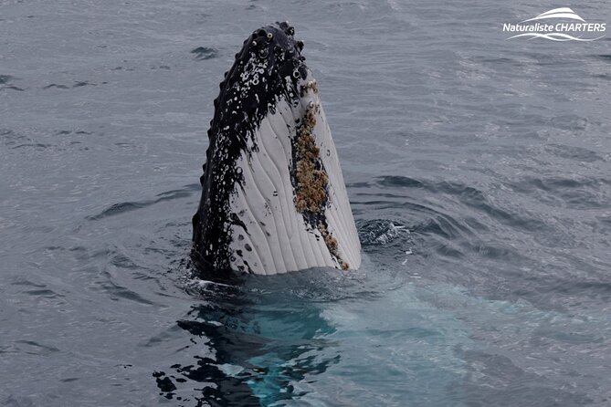 Augusta Whale Watching Eco Tour - Price and Value: Is $75.31 Worth It?