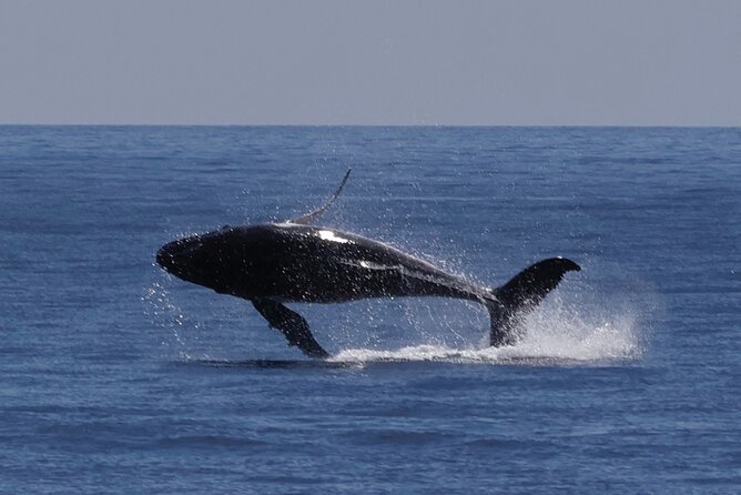 Augusta Whale Watching Eco Tour - What Happens On the Water (And What You Should Watch For)