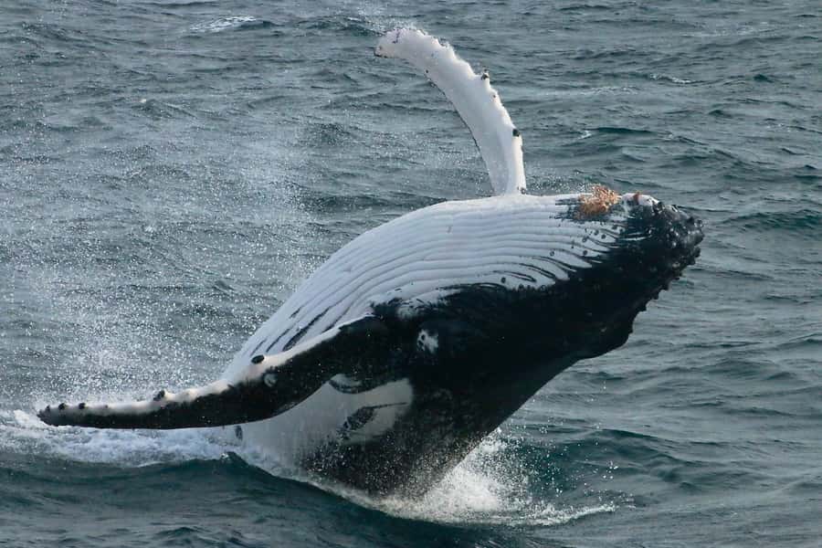 Augusta: Whale Watching Tour - Key Things I’d Prioritize Before You Go