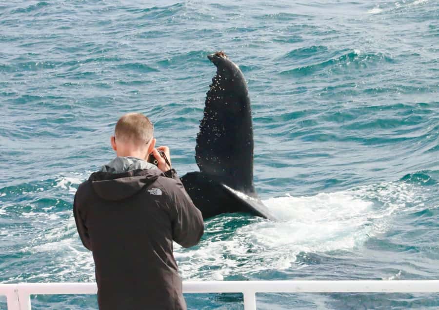 Augusta: Whale Watching Tour - Step Off the Dock and Into a Whale-Spotting Rhythm