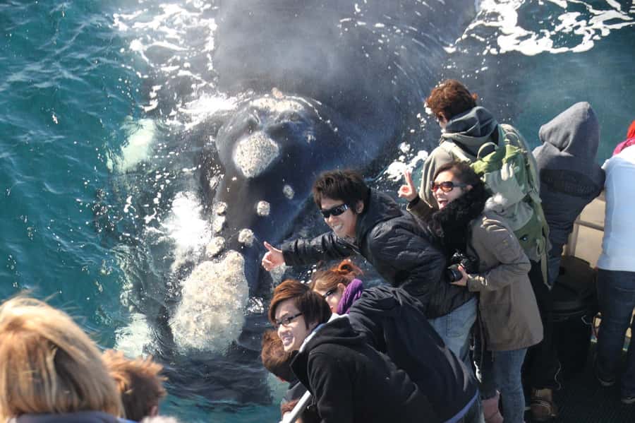 Augusta: Whale Watching Tour - Flinders Bay: Where Two Worlds Meet (And Whales Hang Out)