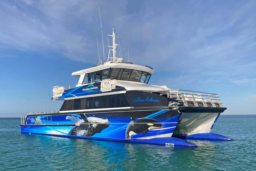 Augusta: Whale Watching Tour - What You Might See: Humpbacks, Southern Right, Blue Whales, Dolphins