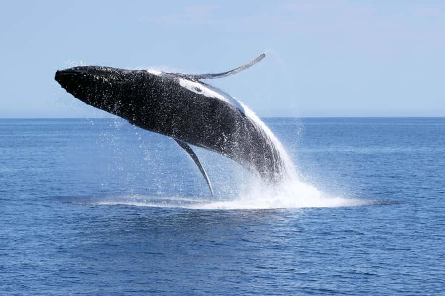 Augusta: Whale Watching Tour - The On-Board Marine Biologist: Turning Sightings Into Meaning