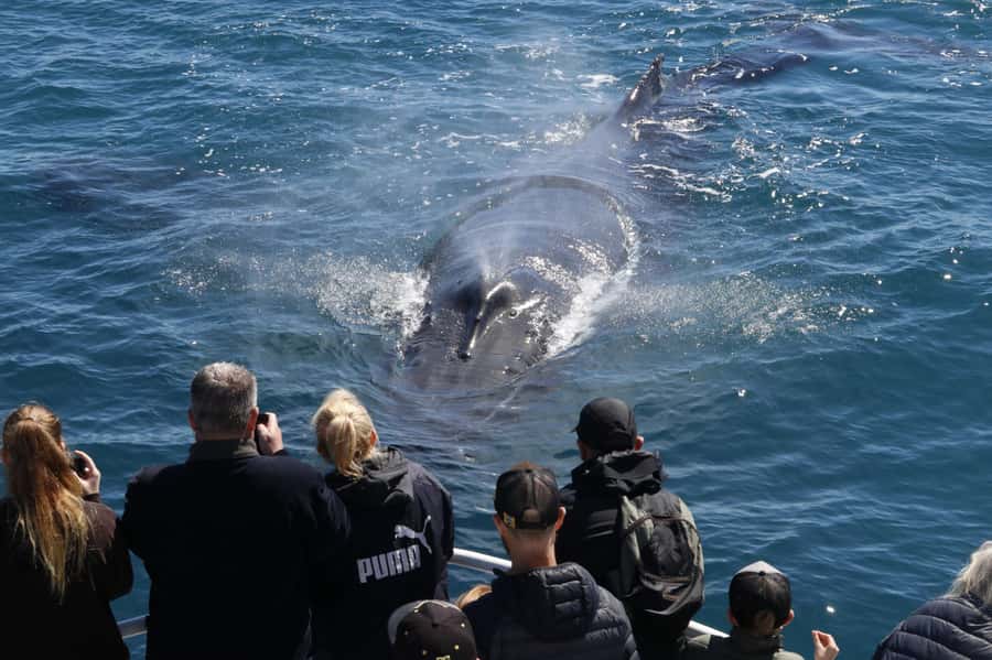 Augusta: Whale Watching Tour - The Whales-or-Free Guarantee: Why It Changes the Value
