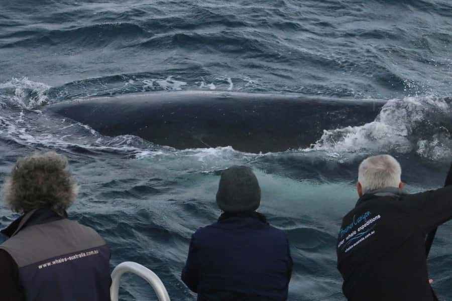 Augusta: Whale Watching Tour - Quick Tips for Getting the Best Views