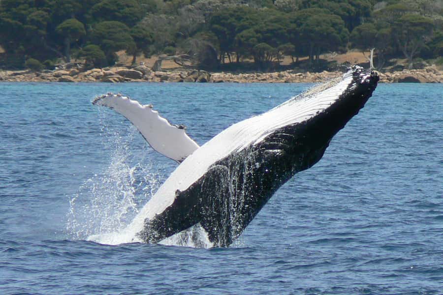 Augusta: Whale Watching Tour - The Value of the VIP Feel on the Alison Maree