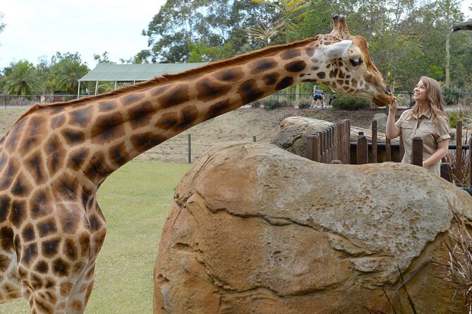 Australia Zoo Transfer from Noosa and Sunshine Coast - Why this Australia Zoo transfer is so practical from Noosa