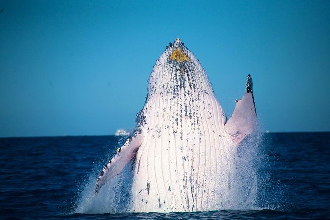 Australia Zoo Transfer from Noosa and Sunshine Coast - Group size and comfort: what a maximum of 24 means