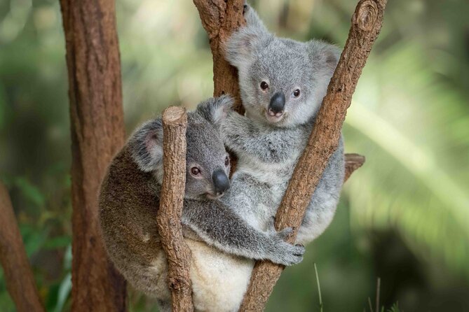 Australia Zoo Transfer from Noosa and Sunshine Coast - Hotel pickup across Noosa and the Sunshine Coast (where it starts)