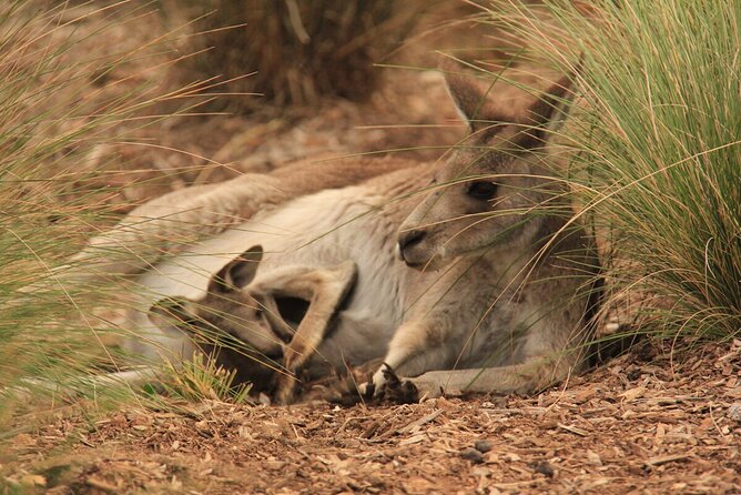 Australian Experience at Werribee Open Range Zoo - excl. entry - Key highlights to know before you go