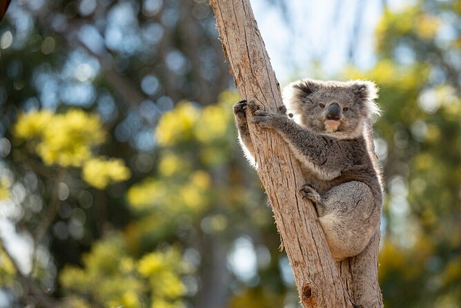 Australian Experience at Werribee Open Range Zoo - excl. entry - Werribee Open Range Zoo encounter: why this is a smart “quick hit” of Aussie wildlife