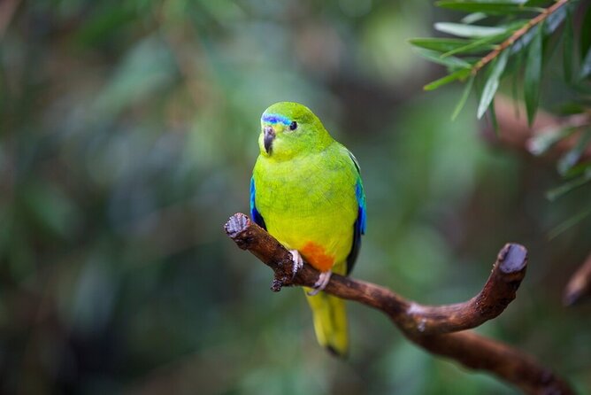 Australian Experience at Werribee Open Range Zoo - excl. entry - How the ranger-led format improves your experience (and your photos)