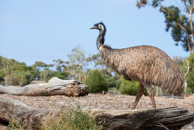 Australian Experience at Werribee Open Range Zoo - excl. entry - Timing, group size, and practical expectations