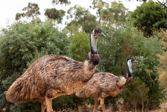 Australian Experience at Werribee Open Range Zoo - excl. entry - Should you book the Australian Trail encounter at Werribee?