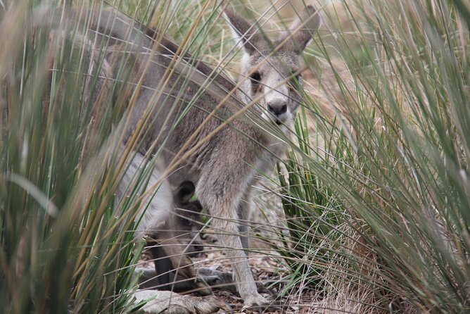 Australian Experience at Werribee Open Range Zoo - excl. entry - What you actually see on the Australian Trail route (koalas, kangaroos, and more)