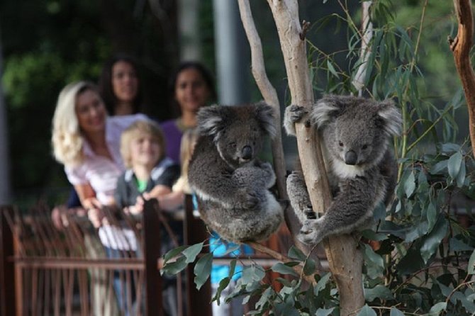 Australian Wildlife Tour at Melbourne Zoo Ticket - excl. entry - Key things to know before you go