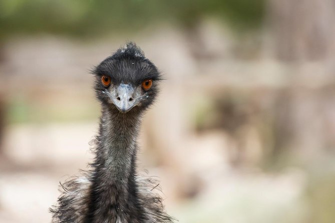 Australian Wildlife Tour at Melbourne Zoo Ticket - excl. entry - Koalas and the guided facts that make them easier to spot