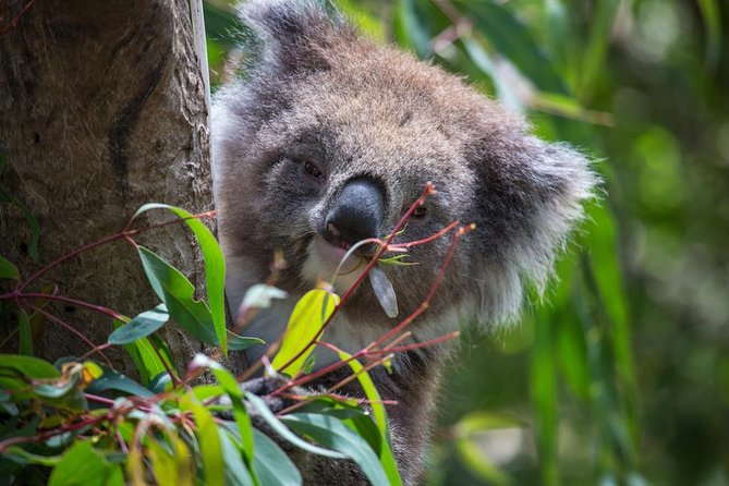 Australian Wildlife Tour at Melbourne Zoo Ticket - excl. entry - Great Flight Aviary: bird colors, bird sounds, timed with the day
