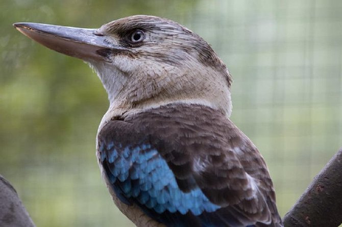 Australian Wildlife Tour at Melbourne Zoo Ticket - excl. entry - What you actually see: koalas, kangaroos, wombats, and birds